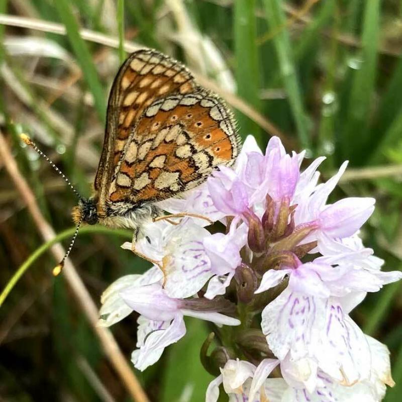 Dartmoor Butterfly Conservation