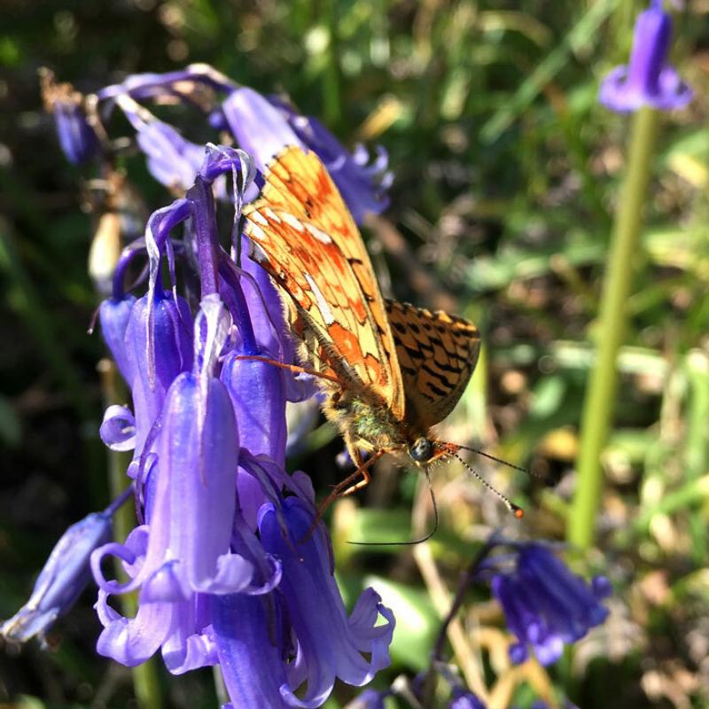 Protected Butterflies Dartmoor