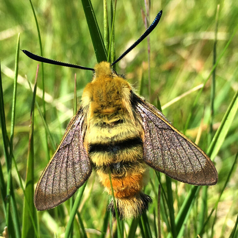 Endangered Butterflies & Moths UK