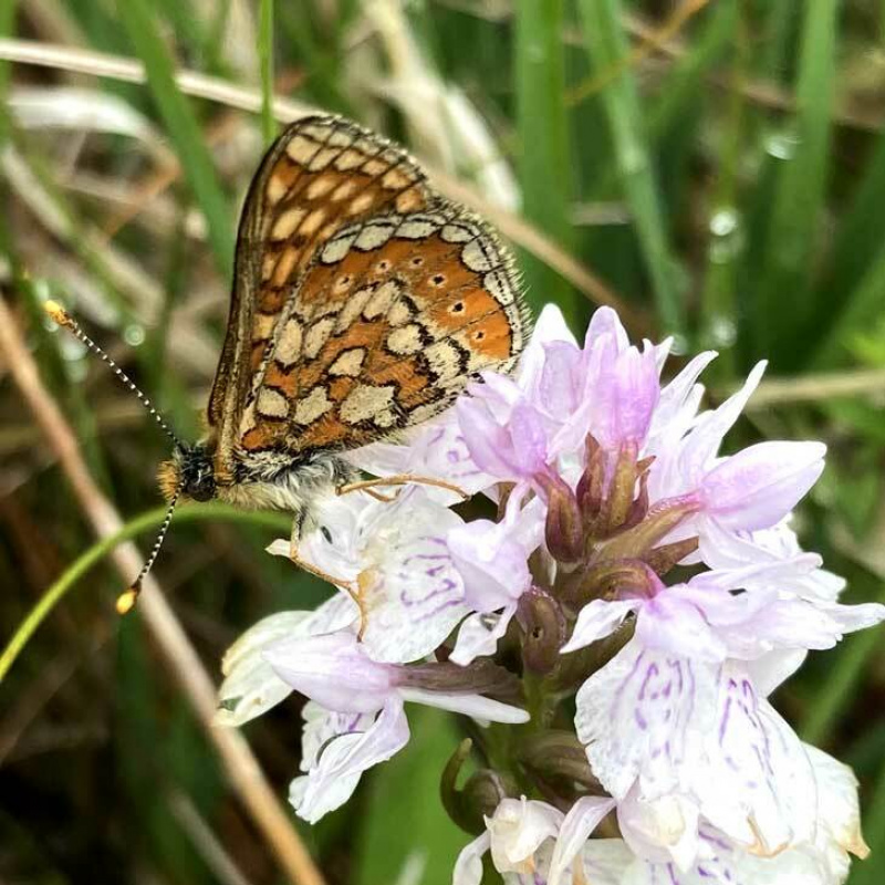 Dartmoor Butterfly Conservation