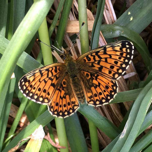UK Butterfly Conservation