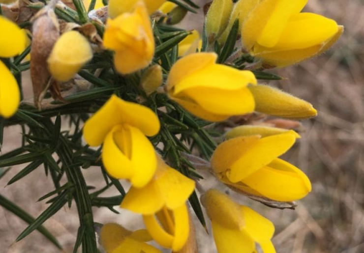 Dartmoor Gin Gorse