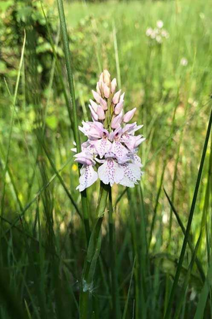 Dartmoor Orchid
