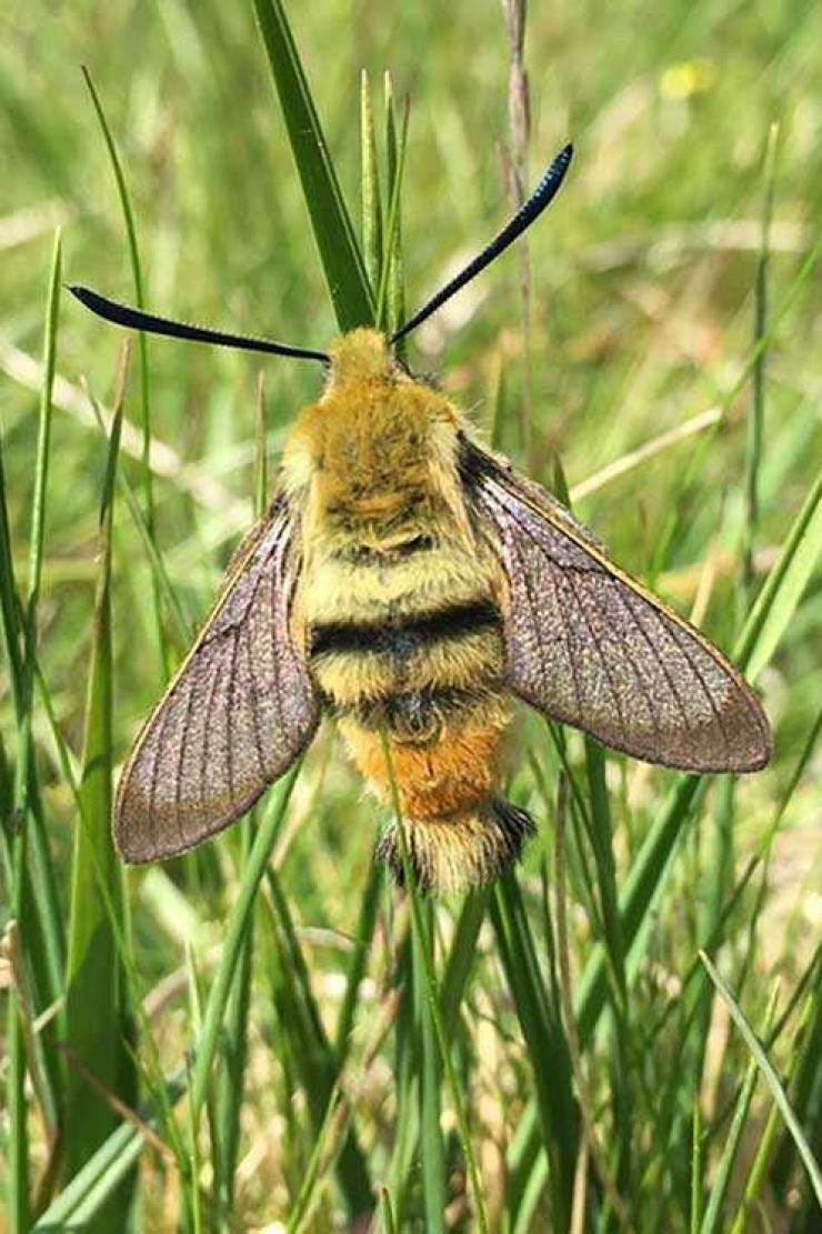 Narrow Bordered Bee Hawkmoth