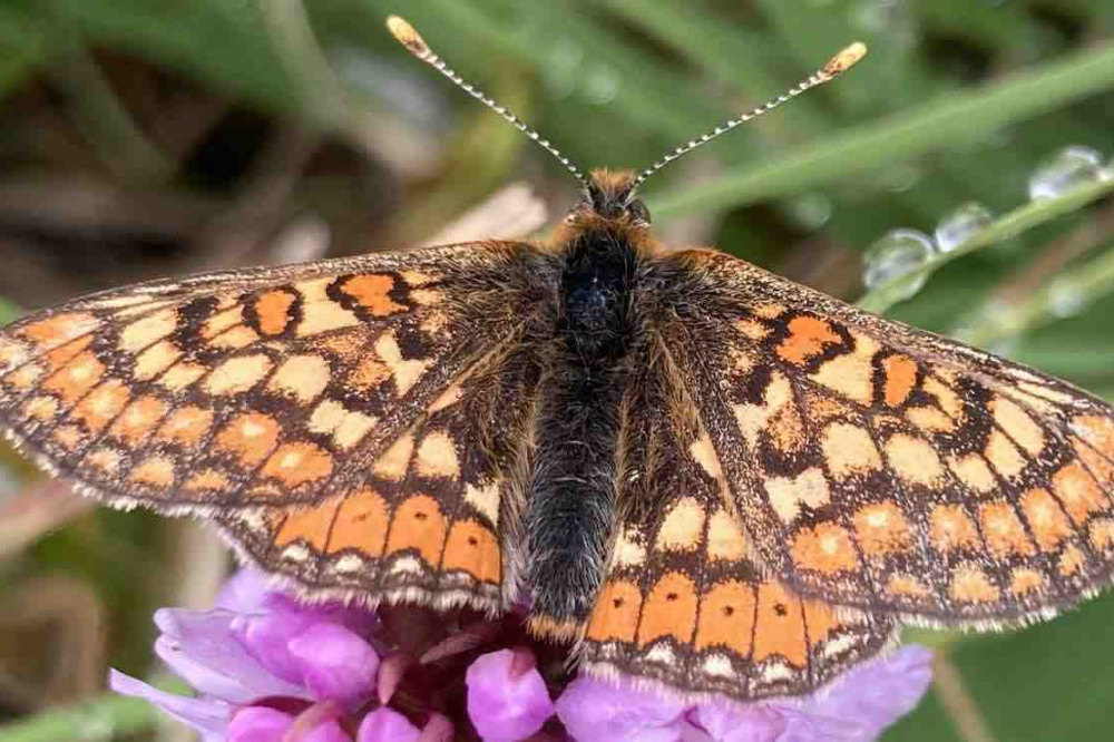 Protected Dartmoor Butterflies