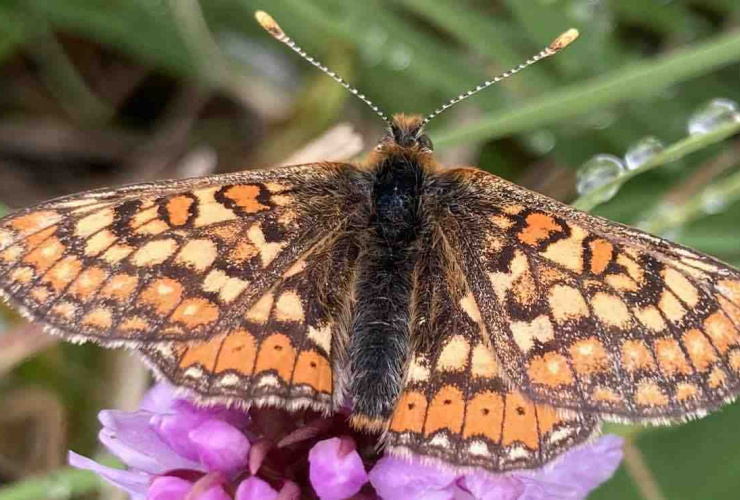 Protected Dartmoor Butterflies